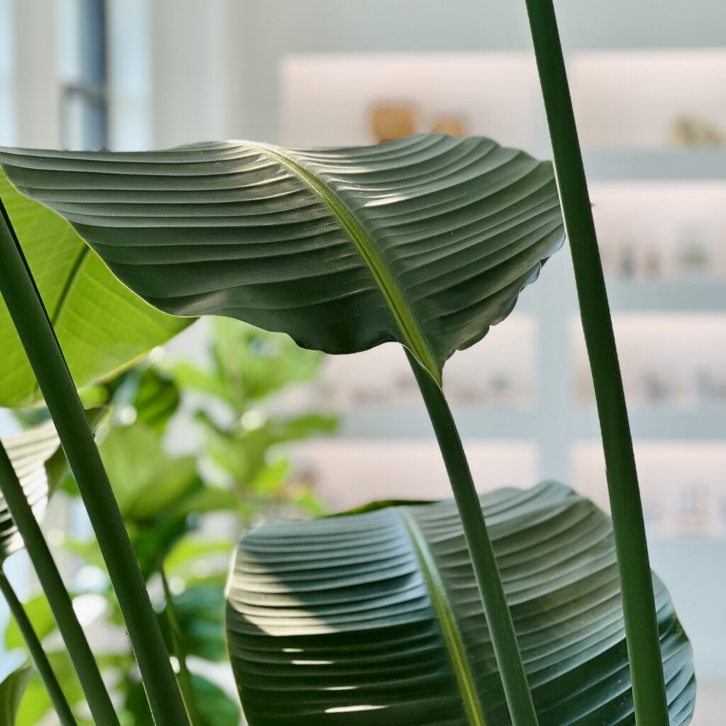 Bloom-Health-Lobby-Bird-of-Paradise